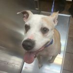 Bloomingdale Animal Hospital