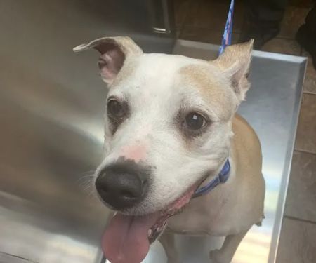 Bloomingdale Animal Hospital