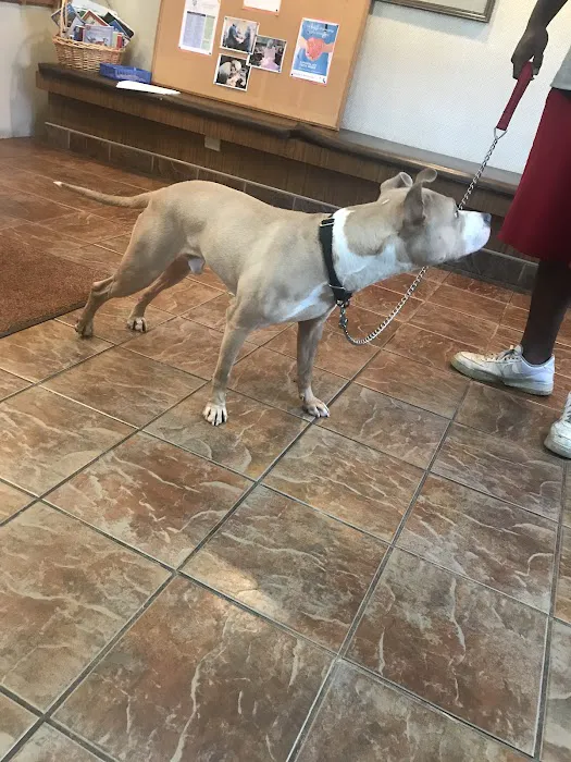 Bloomingdale Animal Hospital Picture 6