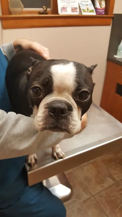 Bloomingdale Animal Hospital Picture 7