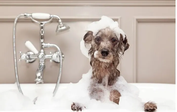 Posh Paws Amenities Picture 1