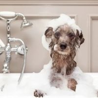 Posh Paws Amenities ico