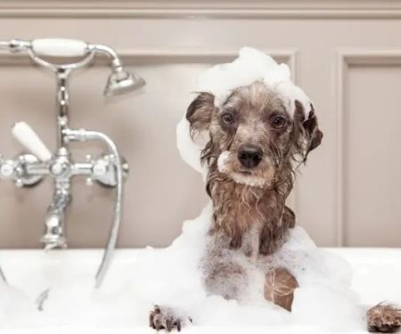 Posh Paws Amenities