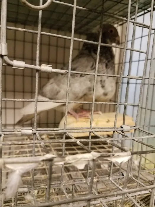 El Palomar Pet Shop Inc Picture 8