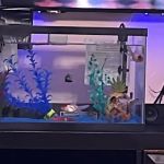 Centro habana pet shop