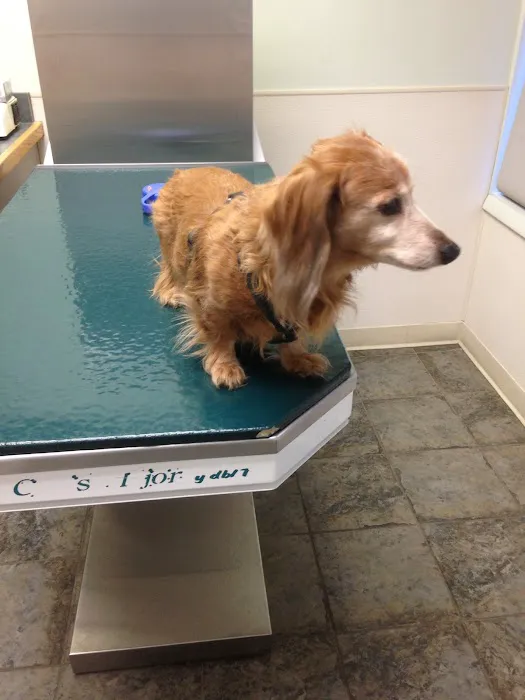 Valley Animal Hospital Picture 2