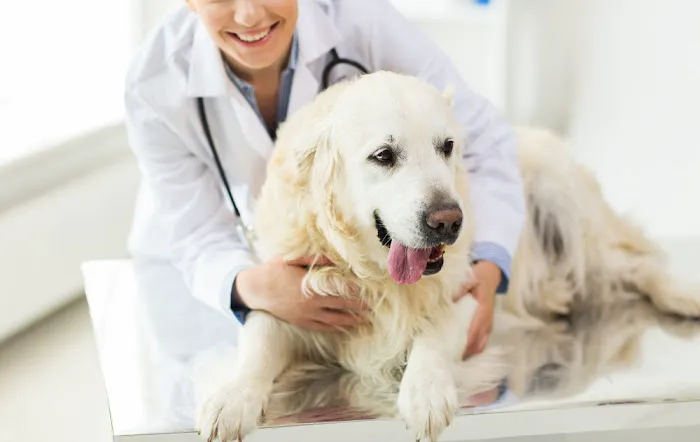 Valley Animal Hospital Picture 5