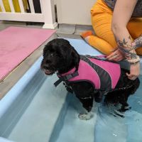Valley Animal Hospital ico