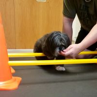 Valley Animal Rehabilitation ico