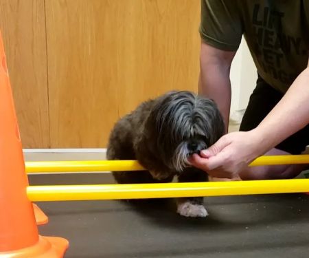 Valley Animal Rehabilitation