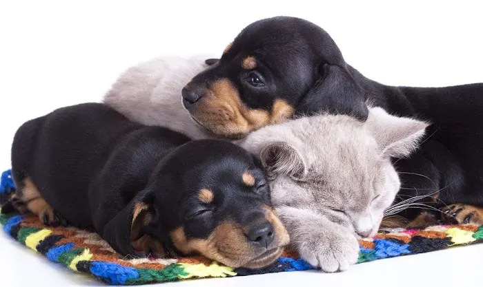 Valley Animal Rehabilitation Picture 5