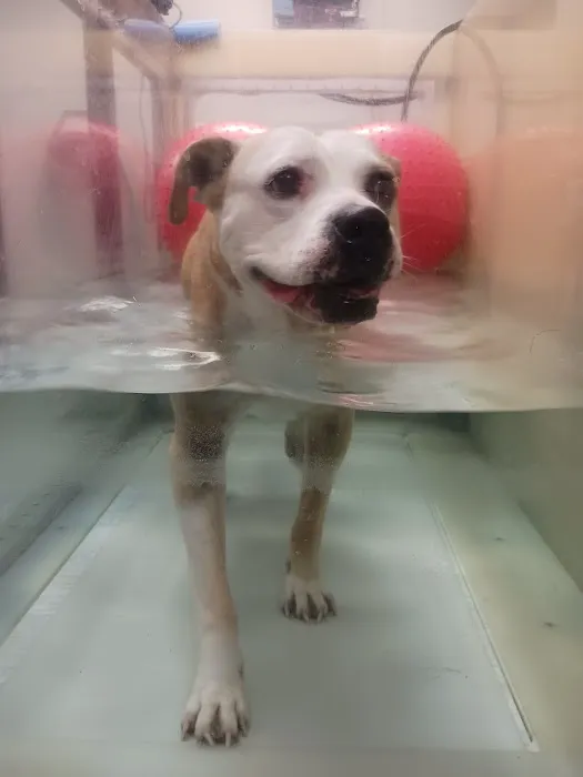 Valley Animal Rehabilitation Picture 3