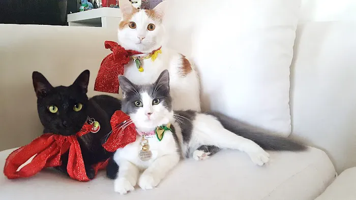 3 Cats and a Kitty Picture 4