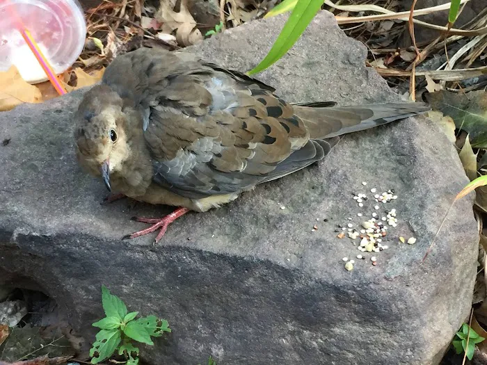 Dog Cat & Bird Clinic of Nutley Picture 4