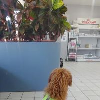 Dog Cat & Bird Clinic of Nutley ico