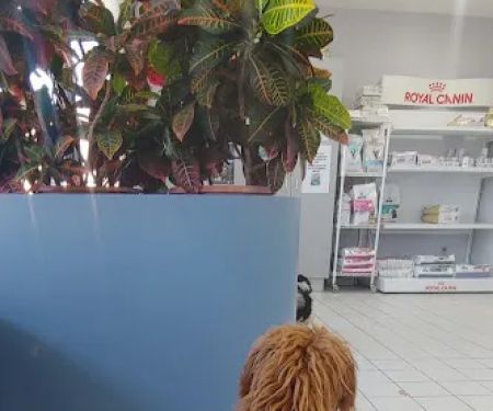 Dog Cat & Bird Clinic of Nutley