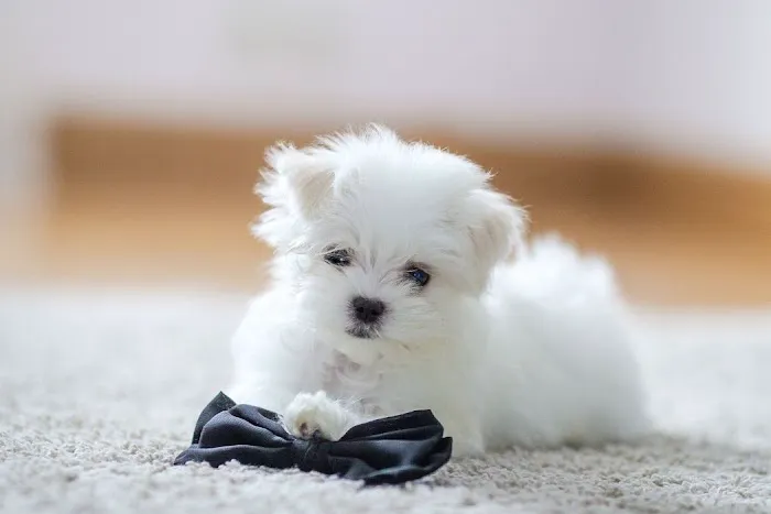 Yorkies and Maltese Puppies Picture 2