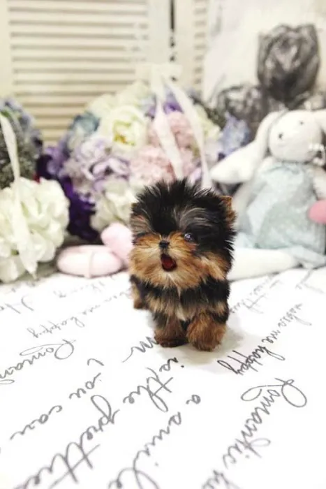 Yorkies and Maltese Puppies Picture 1