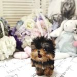 Yorkies and Maltese Puppies