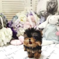 Yorkies and Maltese Puppies ico