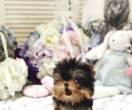 Yorkies and Maltese Puppies