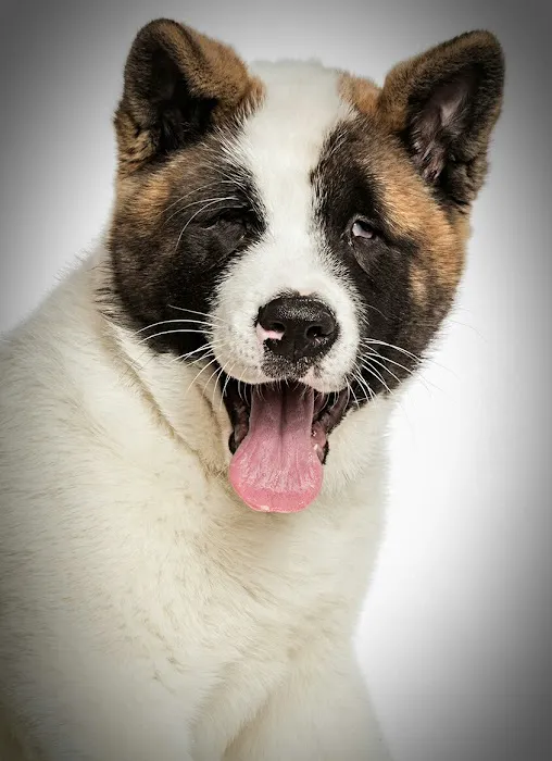 Animal Eye Center of New Jersey Picture 1