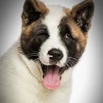 Animal Eye Center of New Jersey