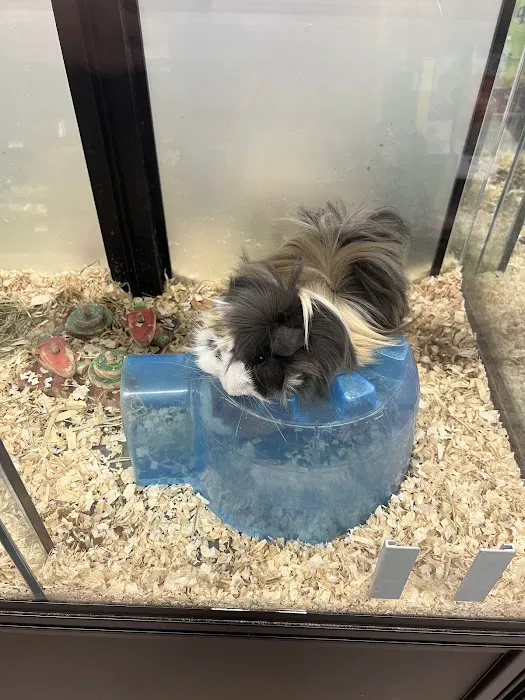 Pet Supermarket Picture 10
