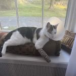 Foster Animal Hospital