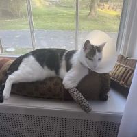 Foster Animal Hospital ico