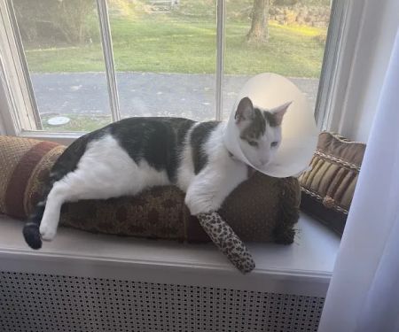 Foster Animal Hospital
