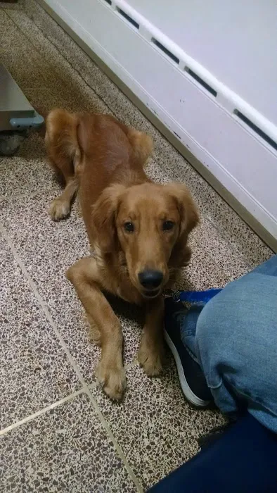 Foster Animal Hospital Picture 7