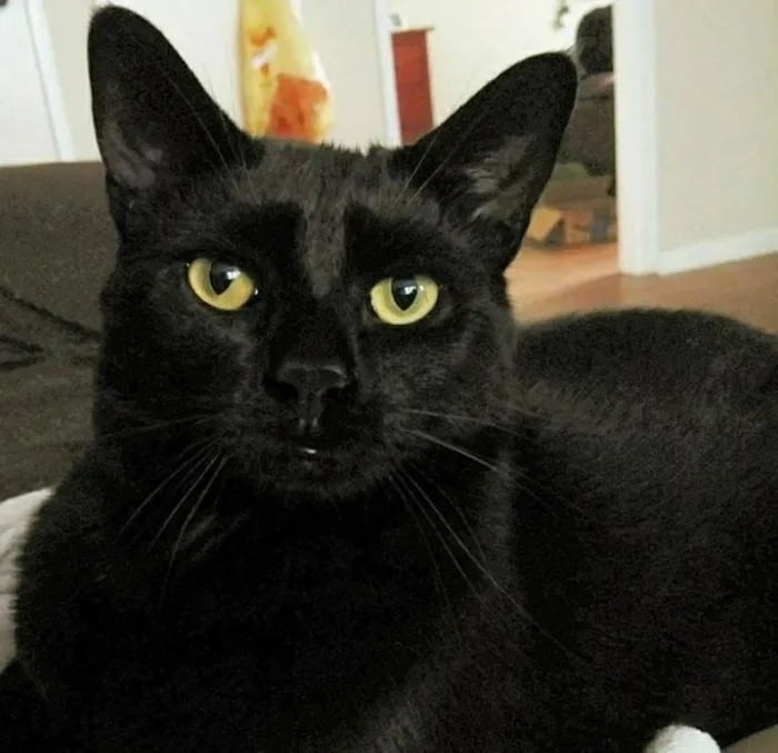 Foster Animal Hospital Picture 10