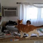 Lyndhurst Animal Hospital Inc