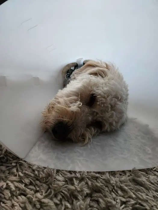 Lyndhurst Animal Hospital Inc Picture 3