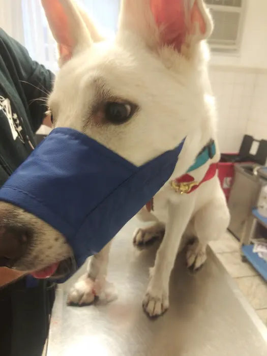 Lyndhurst Animal Hospital Inc Picture 9