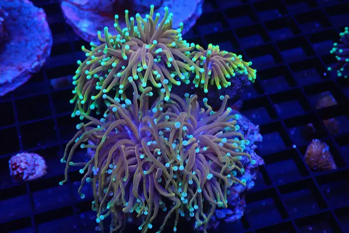 SoFlow Rubio's Corals Distributor Picture 1