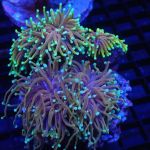 SoFlow Rubio's Corals Distributor