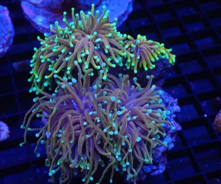 SoFlow Rubio's Corals Distributor