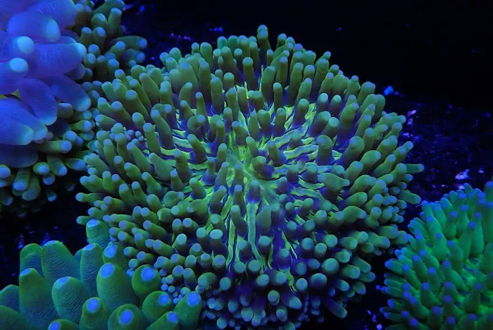 SoFlow Rubio's Corals Distributor Picture 10
