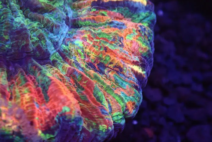 SoFlow Rubio's Corals Distributor Picture 6