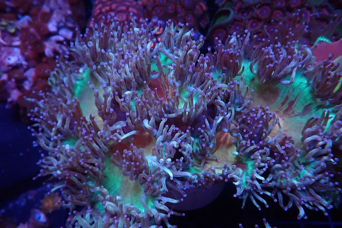 SoFlow Rubio's Corals Distributor Picture 4