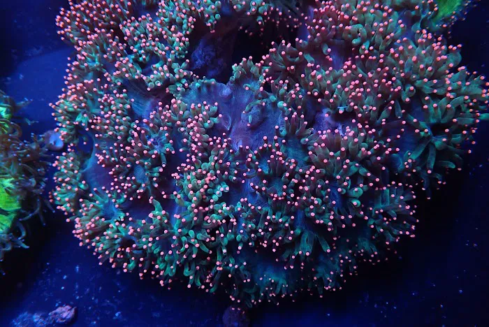 SoFlow Rubio's Corals Distributor Picture 5