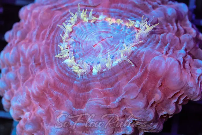 SoFlow Rubio's Corals Distributor Picture 2
