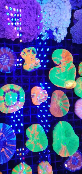 SoFlow Rubio's Corals Distributor Picture 7