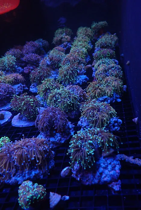 SoFlow Rubio's Corals Distributor Picture 9