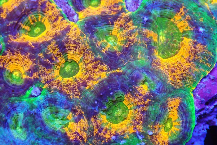 SoFlow Rubio's Corals Distributor Picture 8