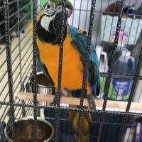 Animal Jungle Pet Shop ico