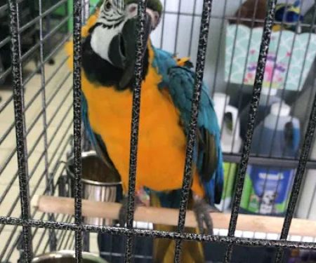 Animal Jungle Pet Shop