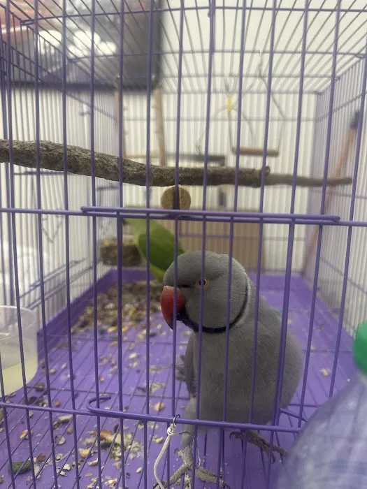 Animal Jungle Pet Shop Picture 4